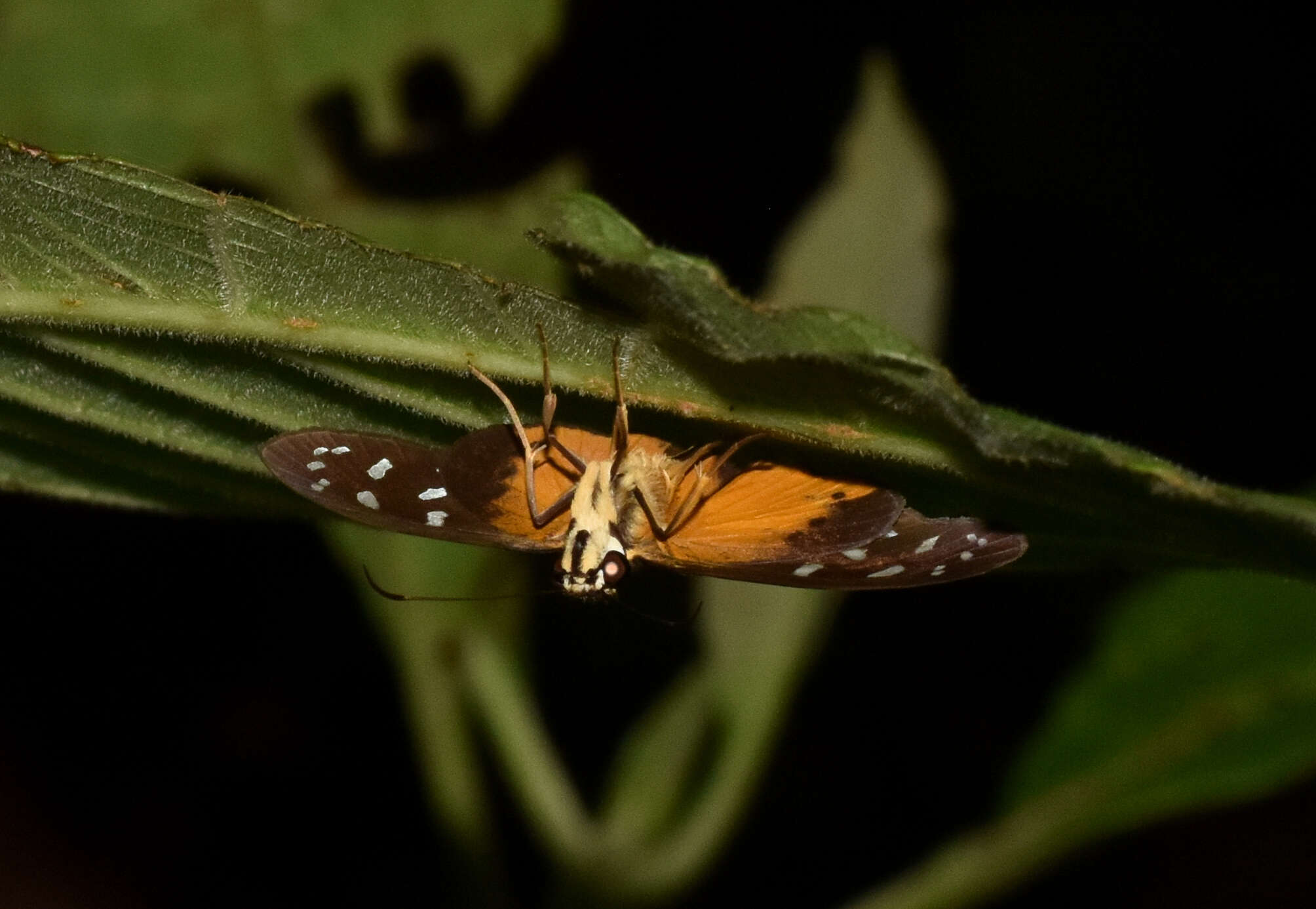 Hyalothyrus infernalis Möschler 1876 resmi