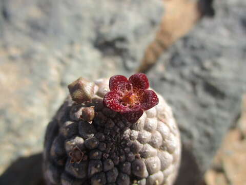 Sivun Ceropegia marlothii (N. E. Br.) Bruyns kuva