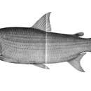 Image of Tiger Fish