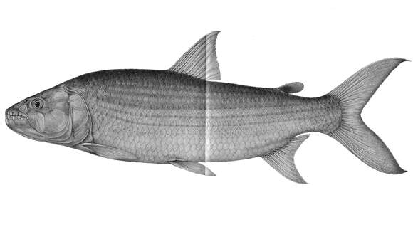 Image of Tiger Fish