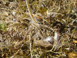 Image of Pelargonium auritum subsp. auritum