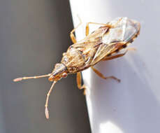 Image of sycamore seed bug