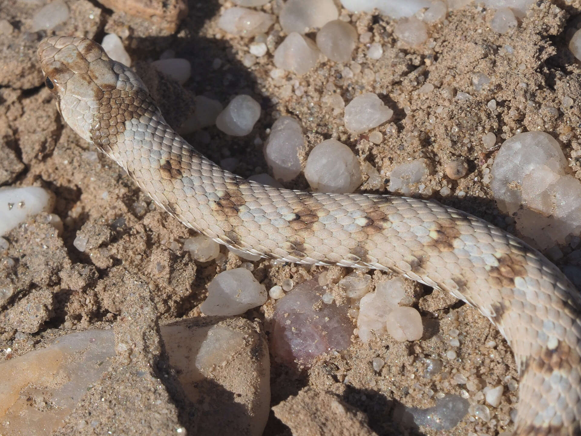 Image of Dwarf Beaked Snake