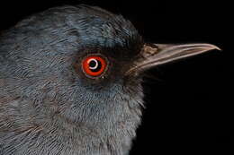 Image of Bluish Flower-piercer