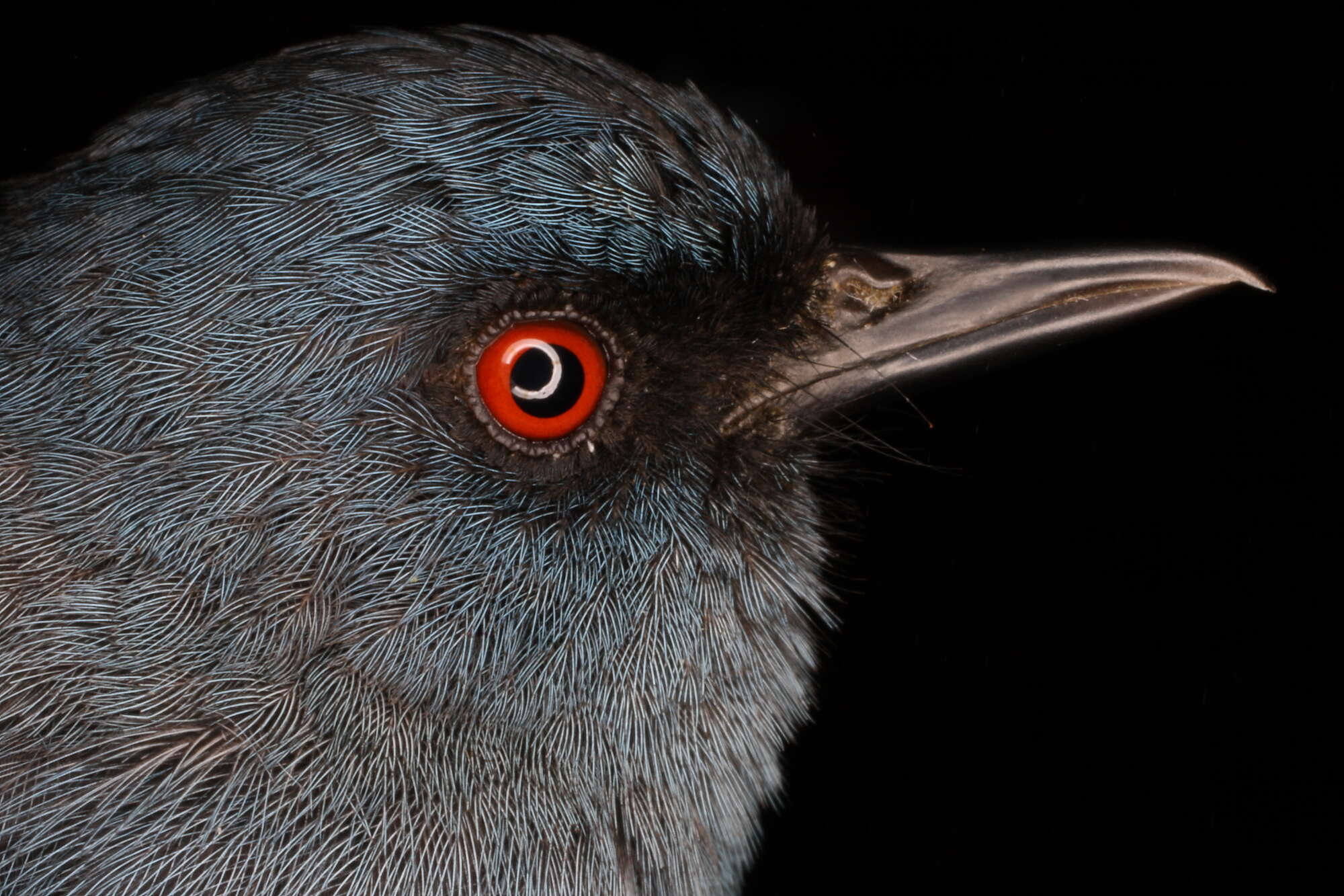 Image of Bluish Flower-piercer