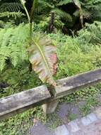 Image of Rumex azoricus Rech. fil.