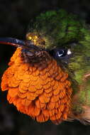 Image of Orange-throated Sunangel