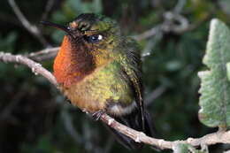 Image of Orange-throated Sunangel