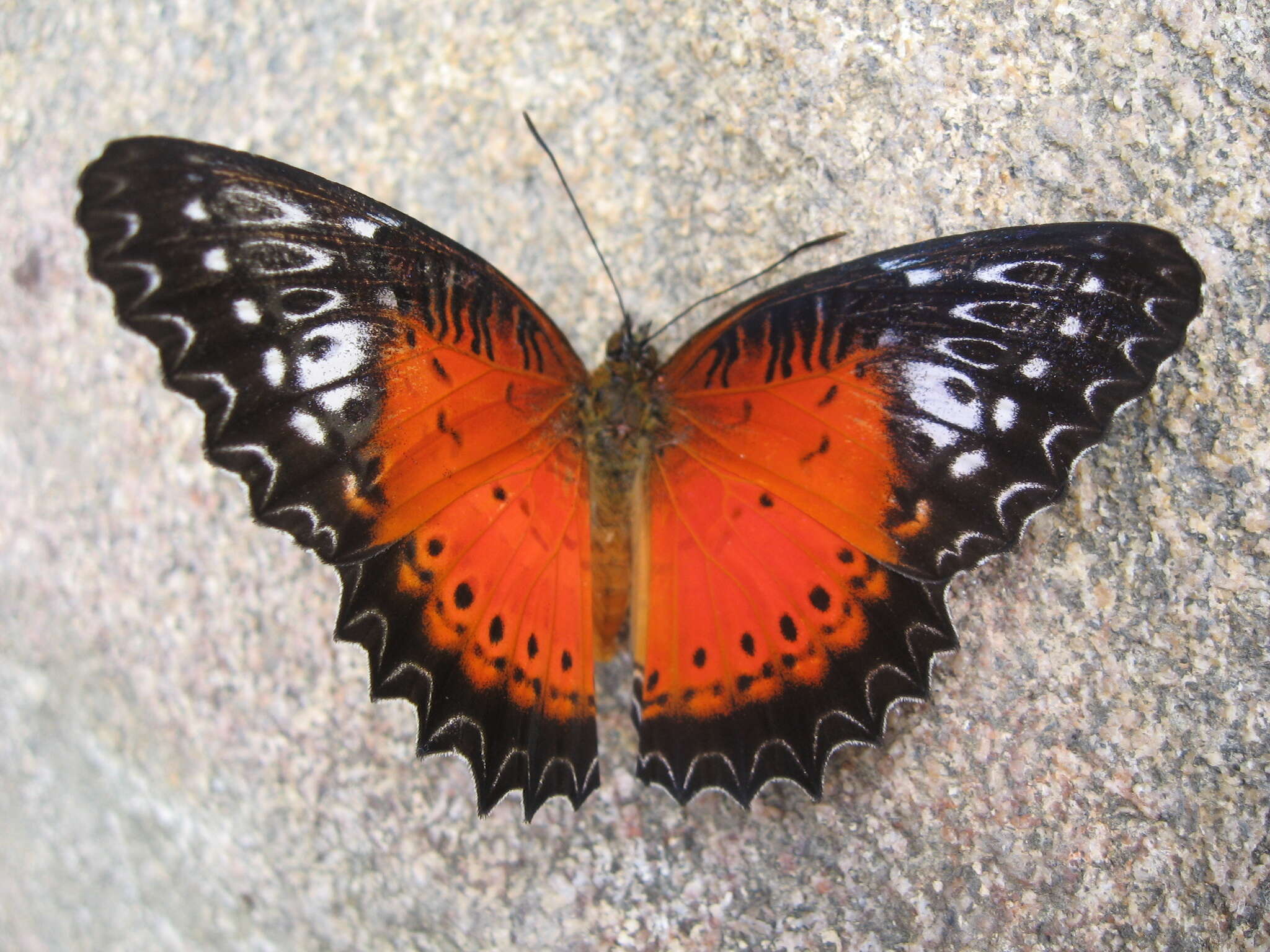 Cethosia biblis perakana Fruhstorfer 1902 resmi