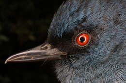 Image of Bluish Flower-piercer