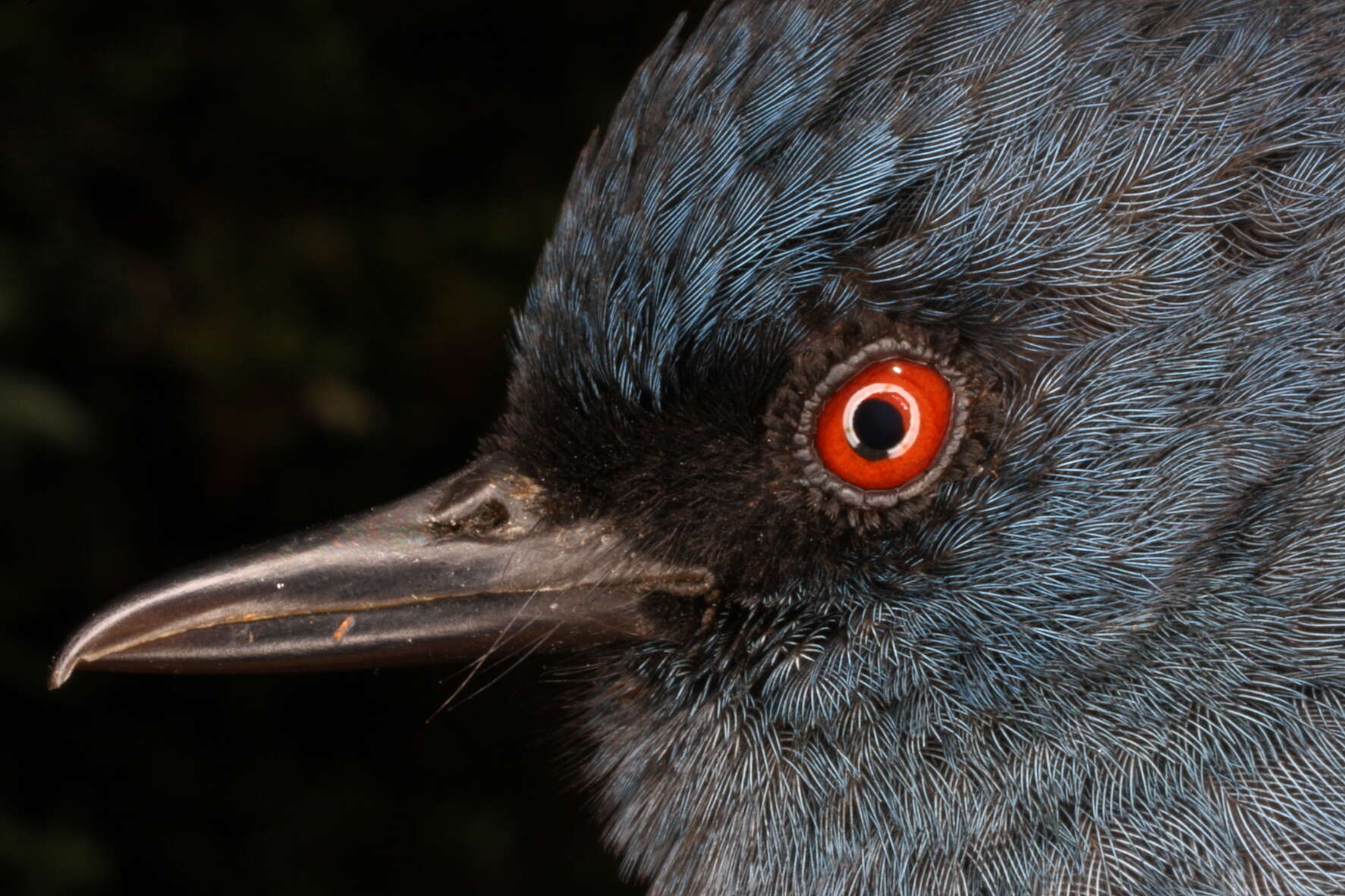 Image of Bluish Flower-piercer