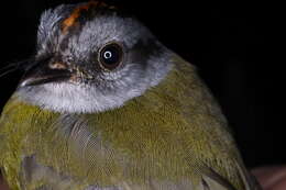 Myiothlypis coronata (Tschudi 1844)的圖片