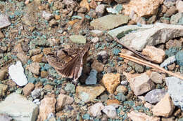 Image of Erynnis marloyi Boisduval 1832