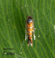 Image of Leaf miner moth