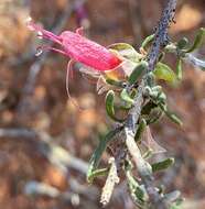 Eremophila latrobei F. Muell.的圖片