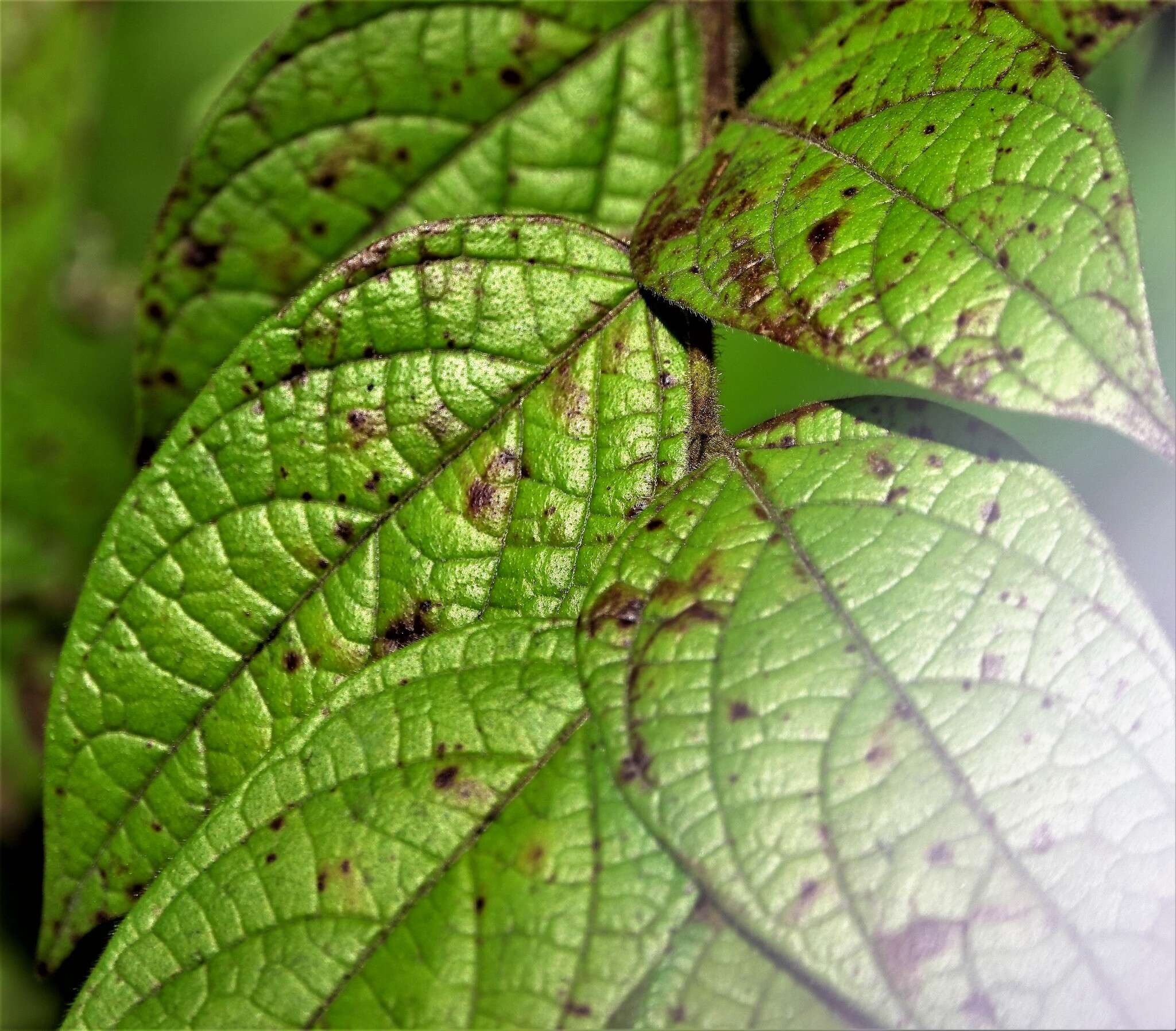 Image of Phyllanthus eriocarpus (Champ. ex Benth.) Müll. Arg.