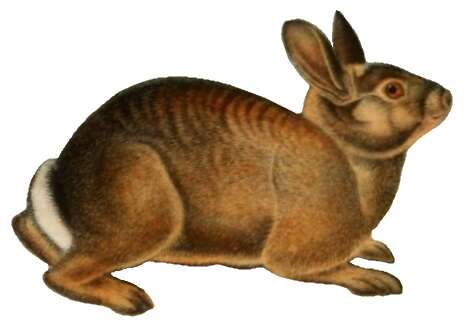 Image of Brush Rabbit