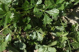 Image of Potentilla ruprechtii Boiss.