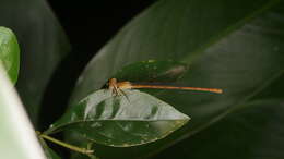 Image of Ceriagrion olivaceum Laidlaw 1914