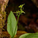 Image of Hawai'i widelip orchid