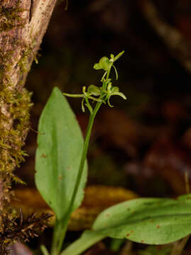 Image of Hawai'i widelip orchid