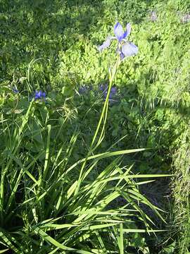 Image of German Iris