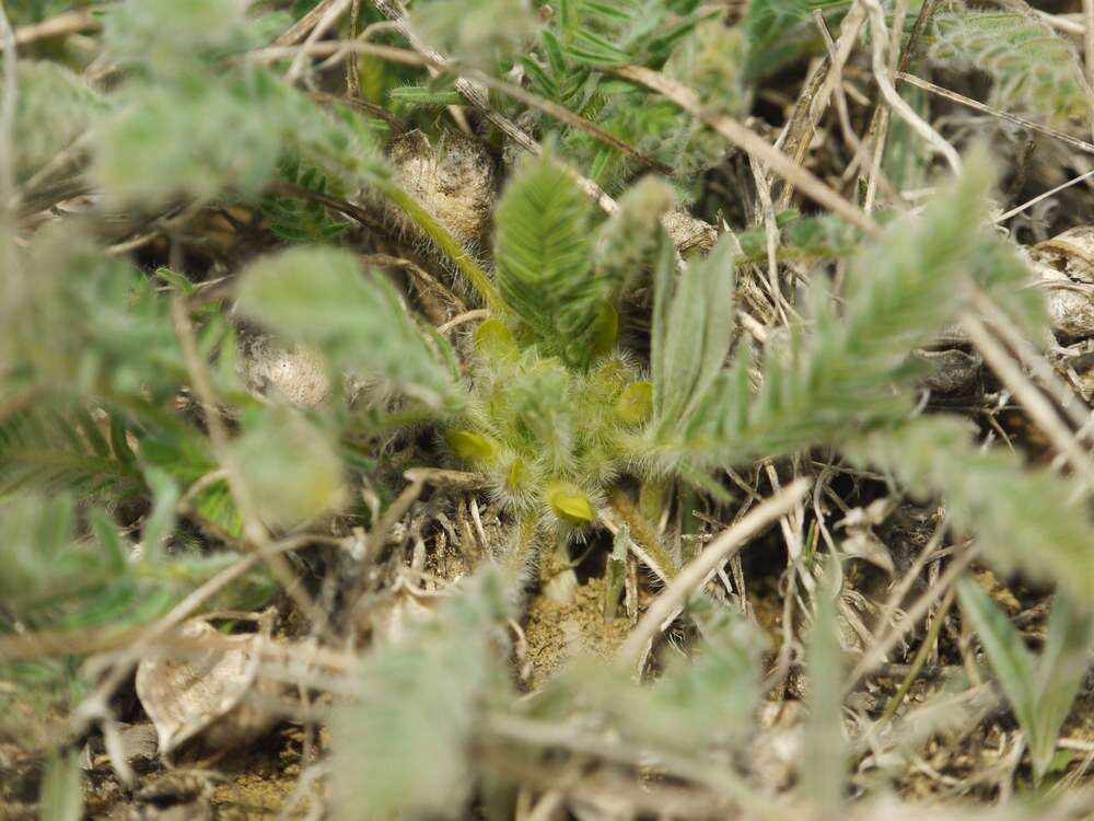 صورة Astragalus buchtormensis Pall.