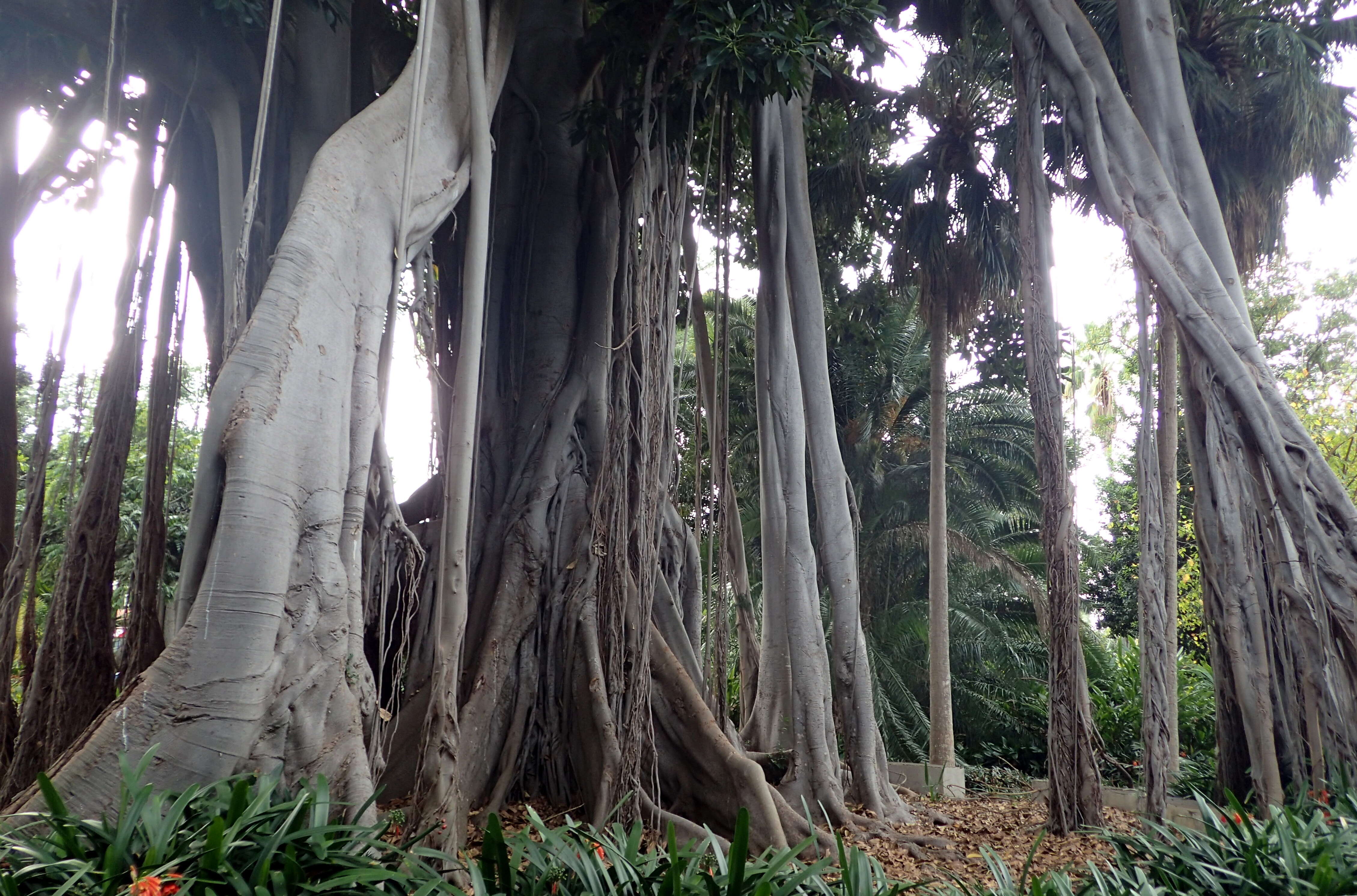 Image of Moreton Bay fig