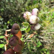 Sivun Gaultheria anastomosans (L. fil.) Kunth kuva