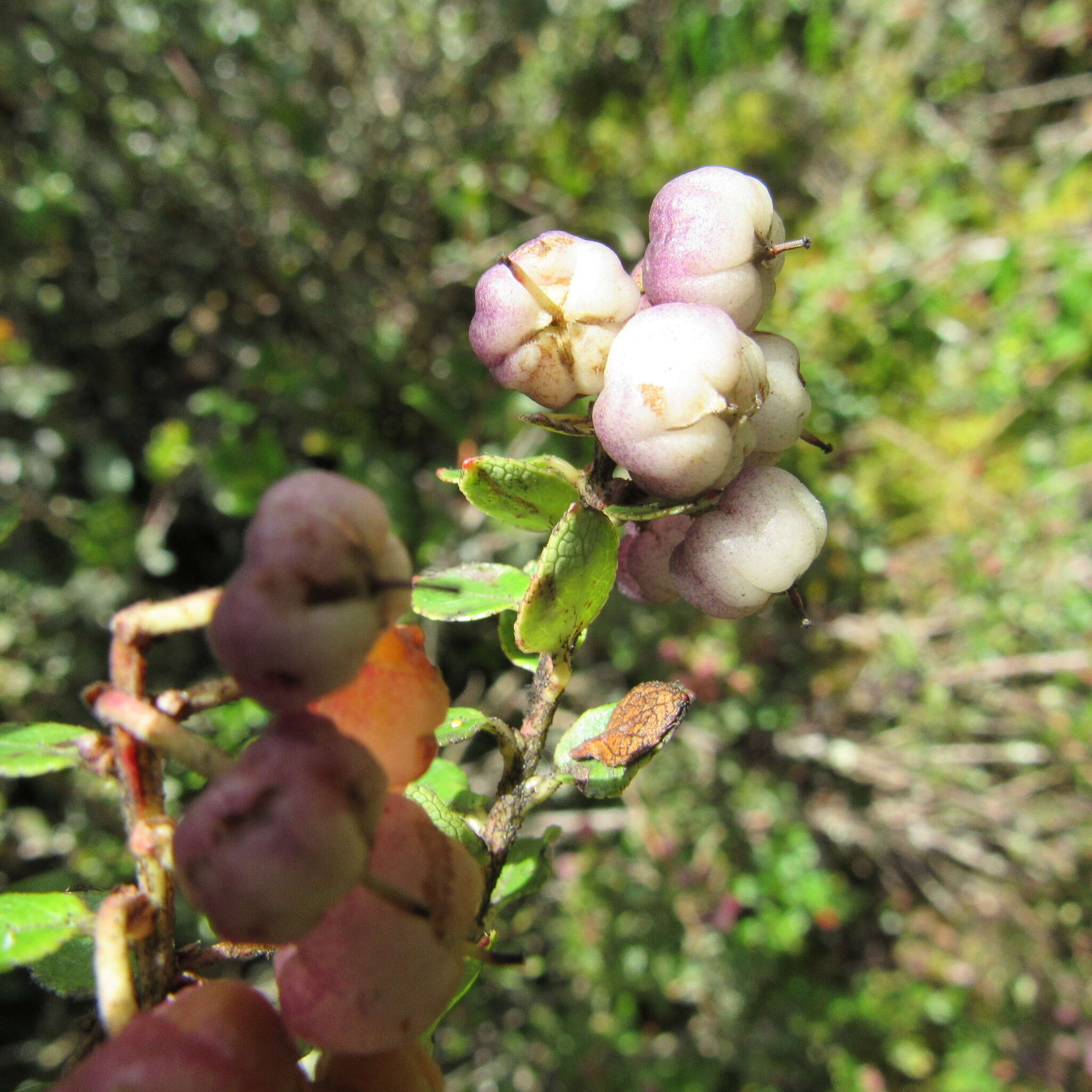 Sivun Gaultheria anastomosans (L. fil.) Kunth kuva