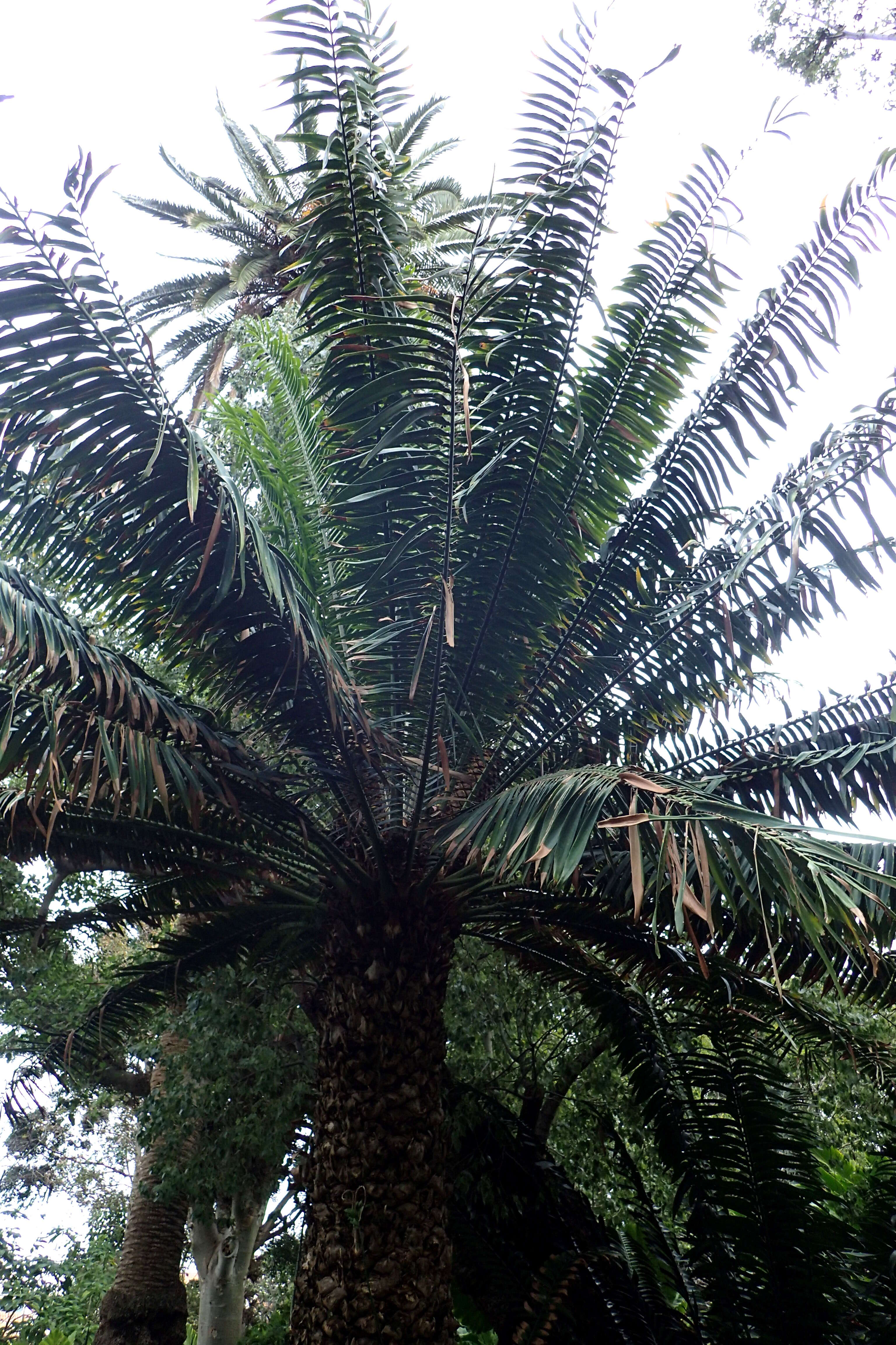 Image of Kwango Giant Cycad