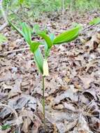 Image of mountain bellwort