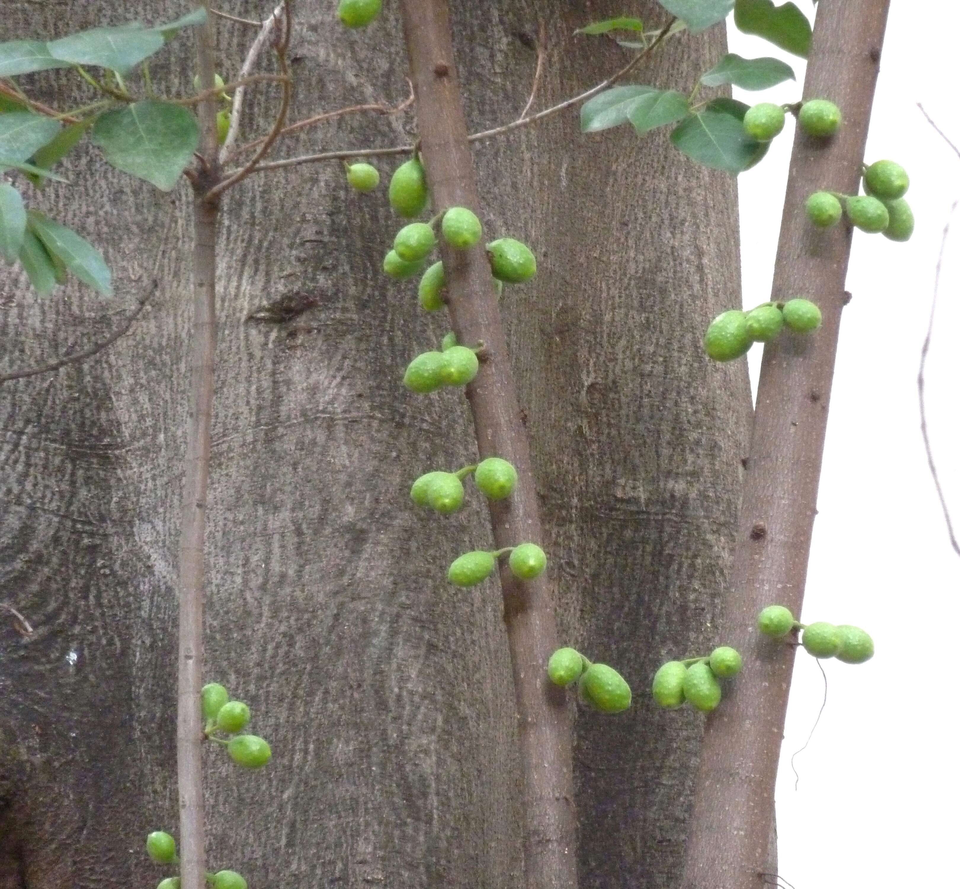 Ficus polita Vahl的圖片