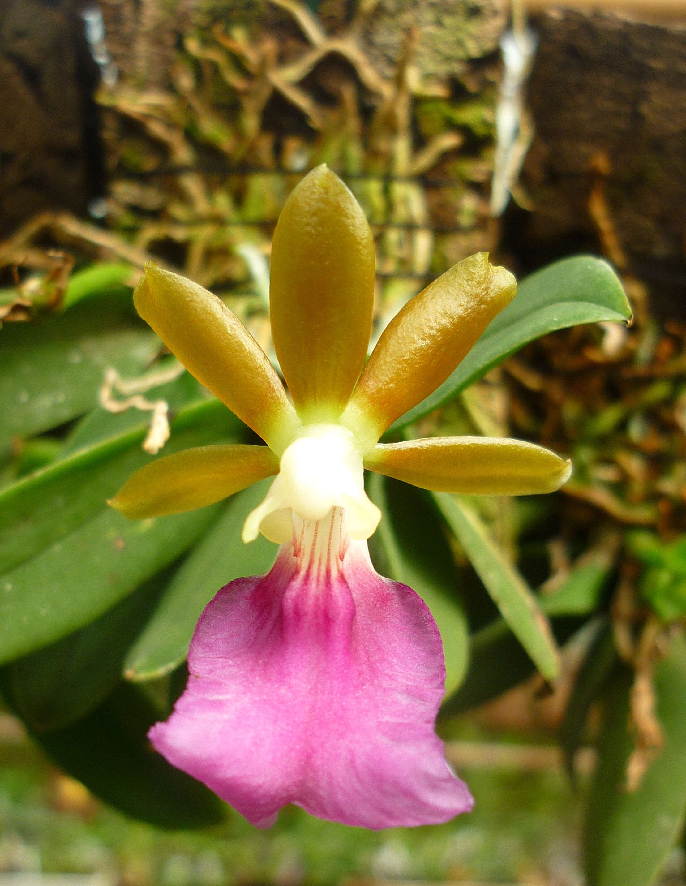 Image of dancinglady orchid