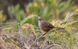 Image of Oaxaca Sparrow