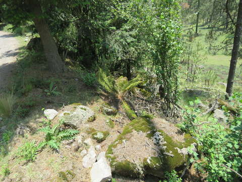 Image of Polystichum speciosissimum (A. Br. ex Kunze) Copel.