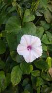 Image of Ipomoea sagittifolia Burm. fil.