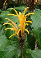 Image of Justicia aurea Schltdl.