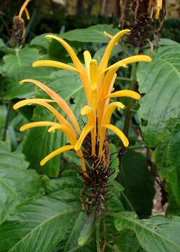 Image of Justicia aurea Schltdl.