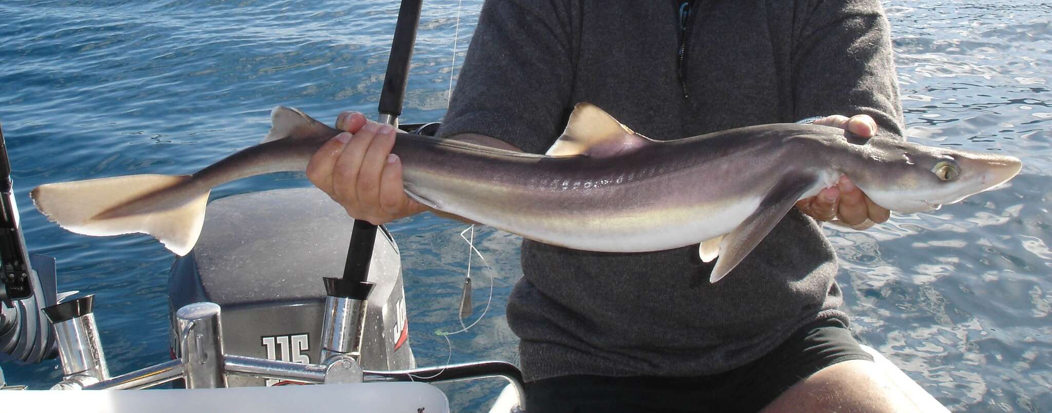 Image of Cape Shark