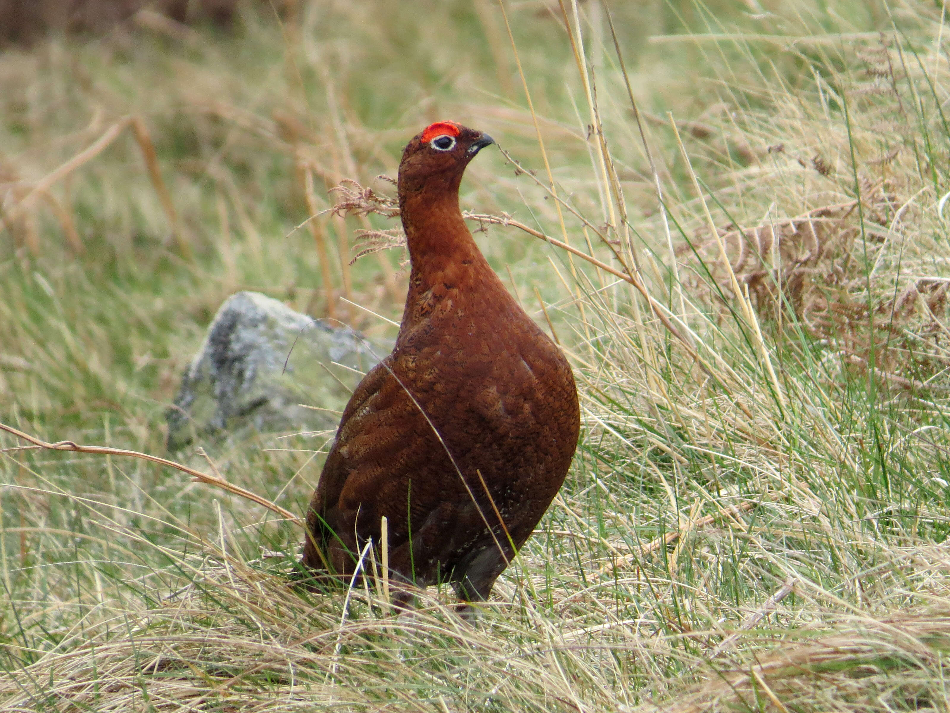 Слика од Lagopus lagopus scotica (Latham 1787)