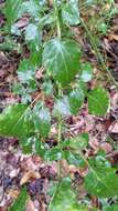 Image of hammock snakeroot