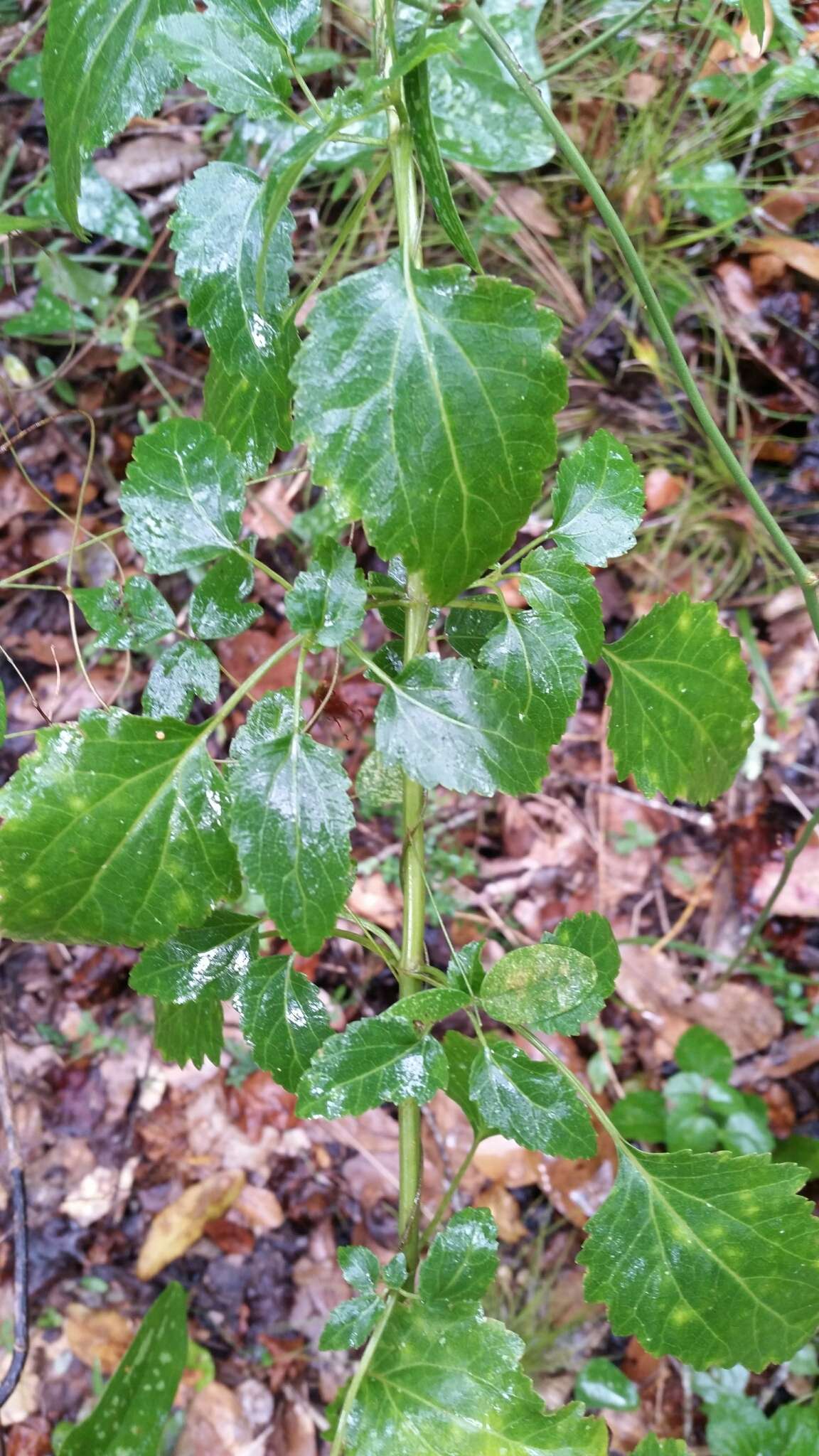 Imagem de Ageratina jucunda (E. Greene) A. Clewell & Woot.