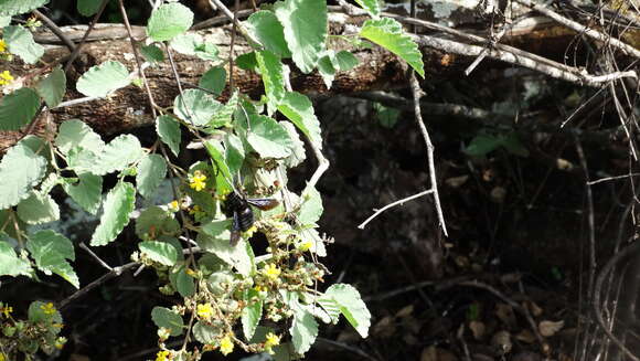 Imagem de Xylocopa darwini Cockerell 1926