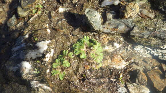 Image of Riccia gougetiana Durieu & Mont.