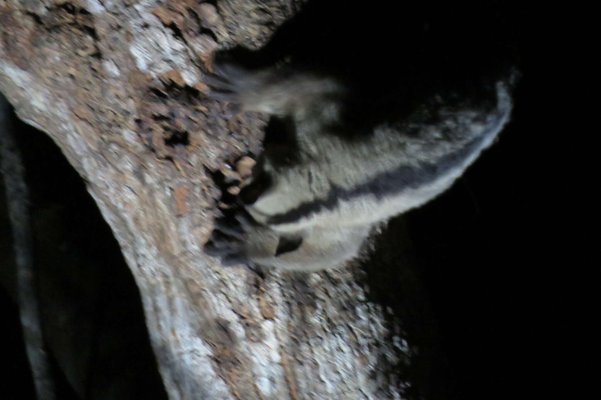 Image of Pale Fork-crowned Lemur