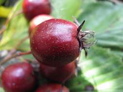 Image of dotted hawthorn