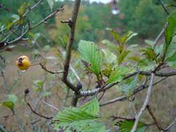 Image of dotted hawthorn