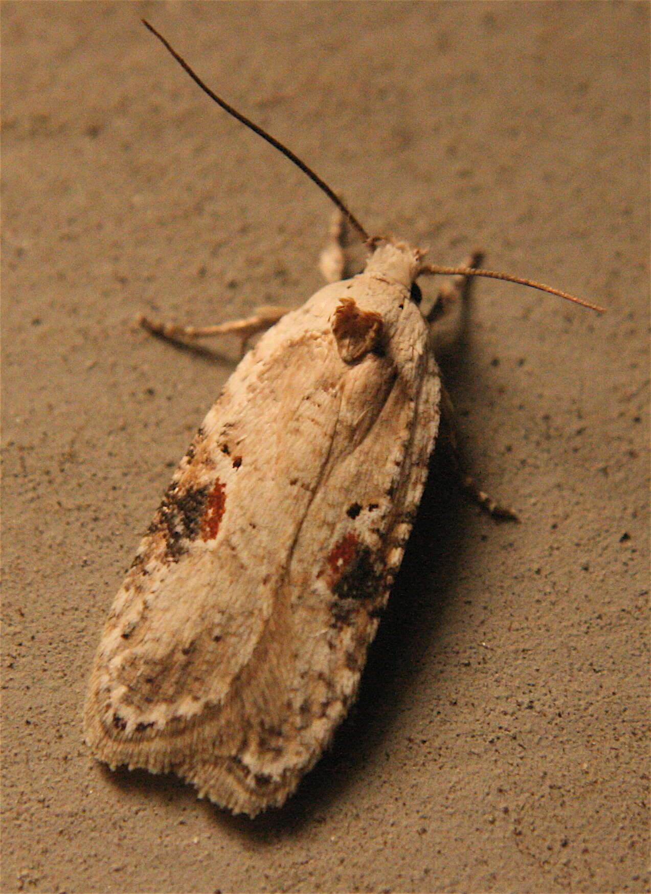 Image of Poison Hemlock Moth