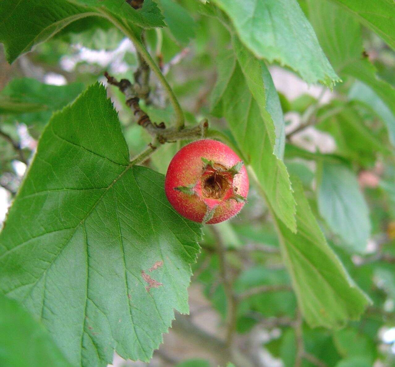 Image de Crataegus mollis (Torr. & Gray) Scheele